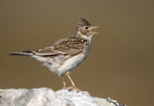 Legge sulla caccia in Piemonte: approvati emendamenti legge sulla caccia in Piemonte: allodola canta