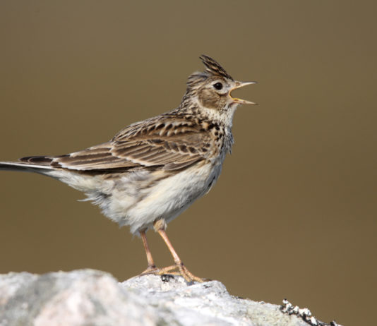 Legge sulla caccia in Piemonte: approvati emendamenti legge sulla caccia in Piemonte: allodola canta