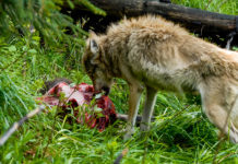 L’impatto del lupo sugli ungulati impatto del lupo sugli ungulati: lupo divora carcassa di cinghiale