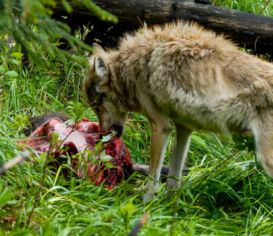 L’impatto del lupo sugli ungulati impatto del lupo sugli ungulati: lupo divora carcassa di cinghiale