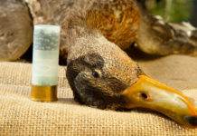 Munizioni in piombo, decisione dopo l’estate munizioni in piombo accanto ad anatra abbattuta