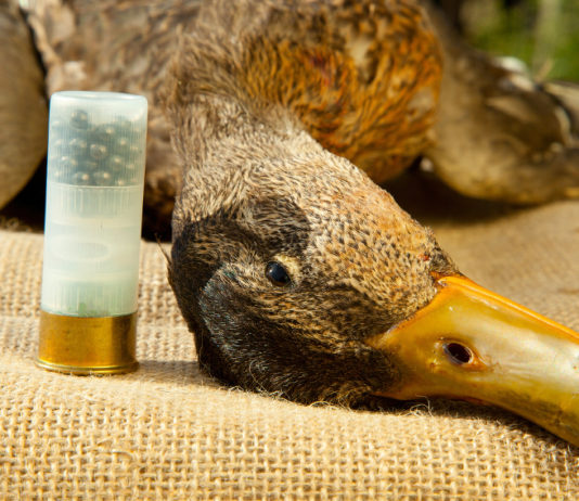 Munizioni in piombo, decisione dopo l’estate munizioni in piombo accanto ad anatra abbattuta