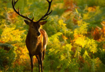 Munizioni in piombo per la caccia agli ungulati, prime restrizioni Munizioni in piombo per la caccia agli ungulati: cervo in ambiente autunale