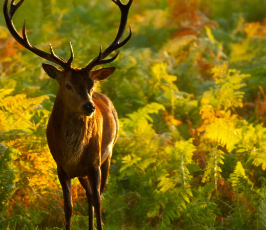 Munizioni in piombo per la caccia agli ungulati, prime restrizioni Munizioni in piombo per la caccia agli ungulati: cervo in ambiente autunale