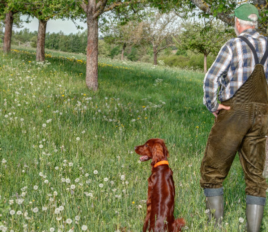 Numero dei cacciatori in Campania, diffusi i dati © Edgar G. Biehle / shutterstock