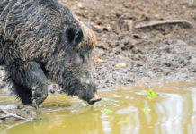 Periodo di caccia al cinghiale, Basilicata chiede estensione periodo di caccia al cinghiale: cinghiale nel fango