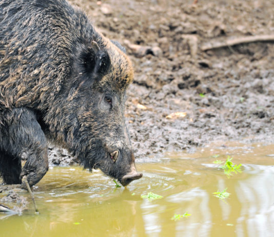 Periodo di caccia al cinghiale, Basilicata chiede estensione periodo di caccia al cinghiale: cinghiale nel fango