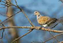 Preapertura della caccia in Toscana, le indiscrezioni della Cct preapertura della caccia in Toscana: tortora su ramo spoglio d'albero