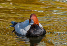 Presentato ricorso contro il calendario venatorio della Toscana Presentato ricorso contro il calendario venatorio della Toscana: moriglione in ambiente acquatico
