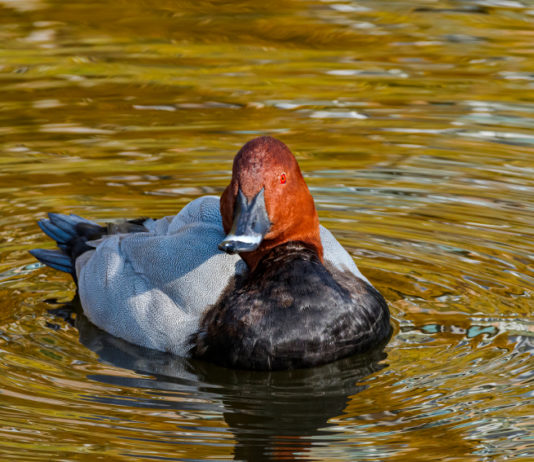Presentato ricorso contro il calendario venatorio della Toscana Presentato ricorso contro il calendario venatorio della Toscana: moriglione in ambiente acquatico