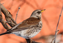 Riapertura dei roccoli in Lombardia, Tar rinvia decisione Riapertura dei roccoli in Lombardia: cesena su ramo di un albero