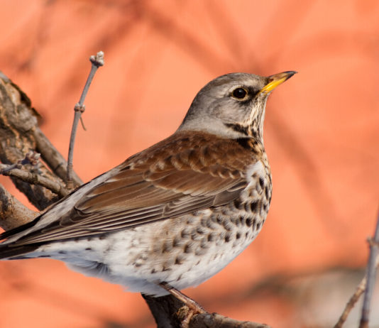 Riapertura dei roccoli in Lombardia, Tar rinvia decisione Riapertura dei roccoli in Lombardia: cesena su ramo di un albero