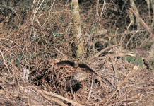 Scolopax master challenger: a novembre in Bulgaria Scolopax master challenger