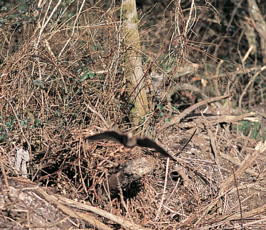 Scolopax master challenger: a novembre in Bulgaria Scolopax master challenger