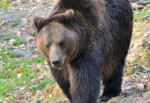 Tar sospende abbattimento dell’orsa JJ4 abbattimento dell'orsa Jj4: orso in ambiente naturale