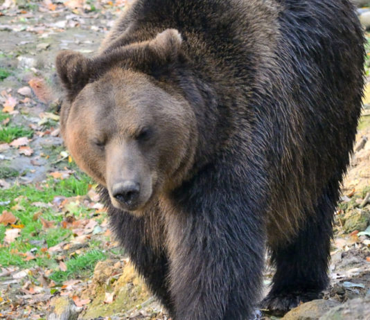 Tar sospende abbattimento dell’orsa JJ4 abbattimento dell'orsa Jj4: orso in ambiente naturale