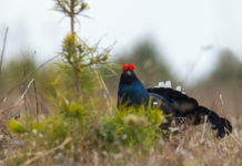 Uno sguardo sulla tipica alpina Uno sguardo sulla tipica alpina: gallo forcello