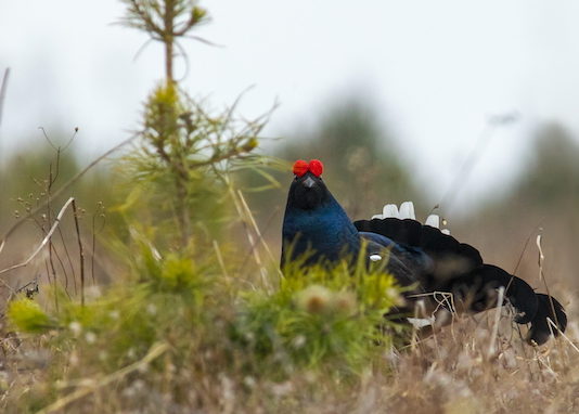 Uno sguardo sulla tipica alpina Uno sguardo sulla tipica alpina: gallo forcello