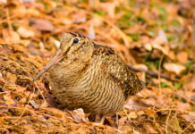 Approvato il calendario venatorio delle Marche calendario venatorio delle marche: beccaccia tra le foglie autunnali