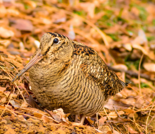 Approvato il calendario venatorio delle Marche calendario venatorio delle marche: beccaccia tra le foglie autunnali