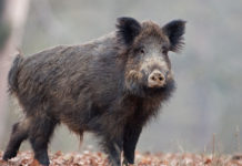 Autoconsumo dei cinghiali abbattuti, la decisione del Veneto Autoconsumo dei cinghiali abbattuti: cinghiale nel bosco