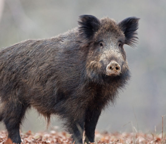 Autoconsumo dei cinghiali abbattuti, la decisione del Veneto Autoconsumo dei cinghiali abbattuti: cinghiale nel bosco