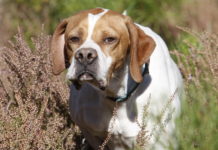 Caccia Magazine settembre 2020 in edicola dal 20 agosto Caccia Magazine settembre 2020: pointer a caccia