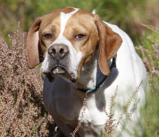 Caccia Magazine settembre 2020 in edicola dal 20 agosto Caccia Magazine settembre 2020: pointer a caccia