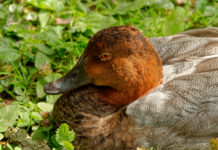 Caccia a moriglione e pavoncella, l’Europa risponde Caccia a moriglione e pavoncella: moriglione in primo piano, nell'erba