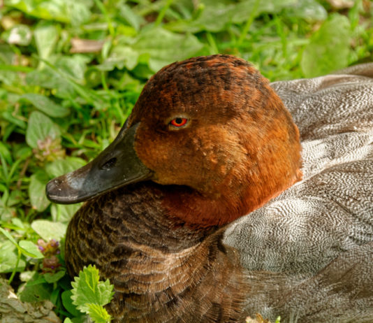 Caccia a moriglione e pavoncella, l’Europa risponde Caccia a moriglione e pavoncella: moriglione in primo piano, nell'erba
