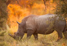 Caccia al trofeo, la campagna del Cic caccia al trofeo: rinoceronte nero nel parco kruger, ambiente africano