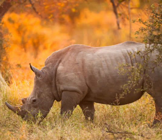 Caccia al trofeo, la campagna del Cic caccia al trofeo: rinoceronte nero nel parco kruger, ambiente africano