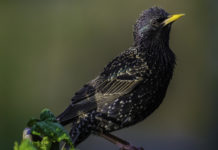Caccia in deroga allo storno, la decisione della Toscana Caccia in deroga allo storno
