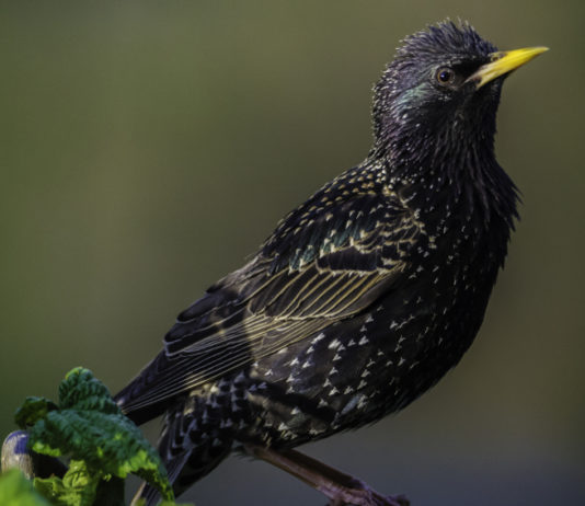 Caccia in deroga allo storno, la decisione della Toscana Caccia in deroga allo storno