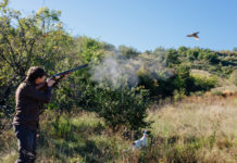 Calendario venatorio del Molise, ecco le date calendario venatorio del molise: cacciatore spara a fagiano in volo