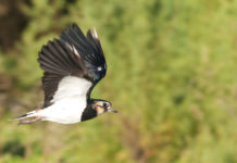 Calendario venatorio dell’Umbria integrato con moriglione e pavoncella Calendario venatorio dell’Umbria: pavoncella in volo