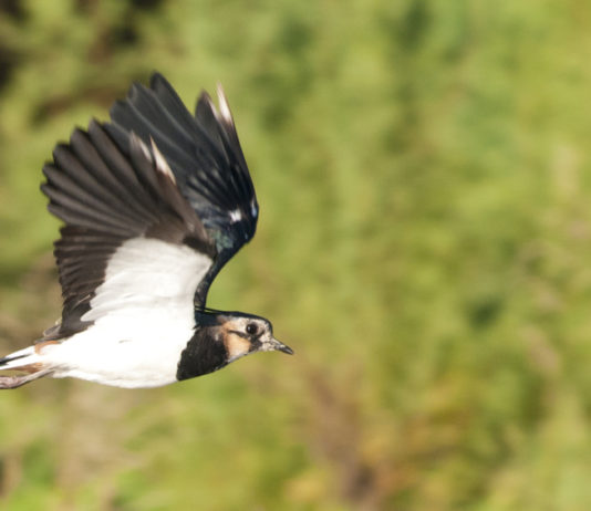 Calendario venatorio dell’Umbria integrato con moriglione e pavoncella Calendario venatorio dell’Umbria: pavoncella in volo