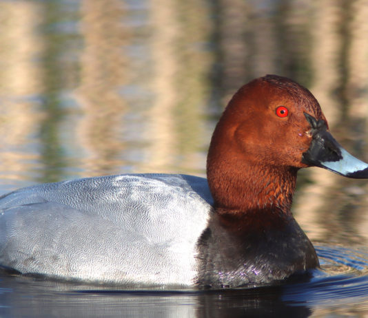 Fidc Lazio chiede caccia a moriglione e pavoncella caccia a moriglione e pavoncella: moriglione in acqua