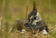 Il Tar salva il calendario venatorio delle Marche calendario venatorio delle marche: pavoncella nell'erba