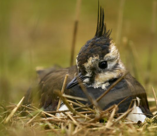 Il Tar salva il calendario venatorio delle Marche calendario venatorio delle marche: pavoncella nell'erba