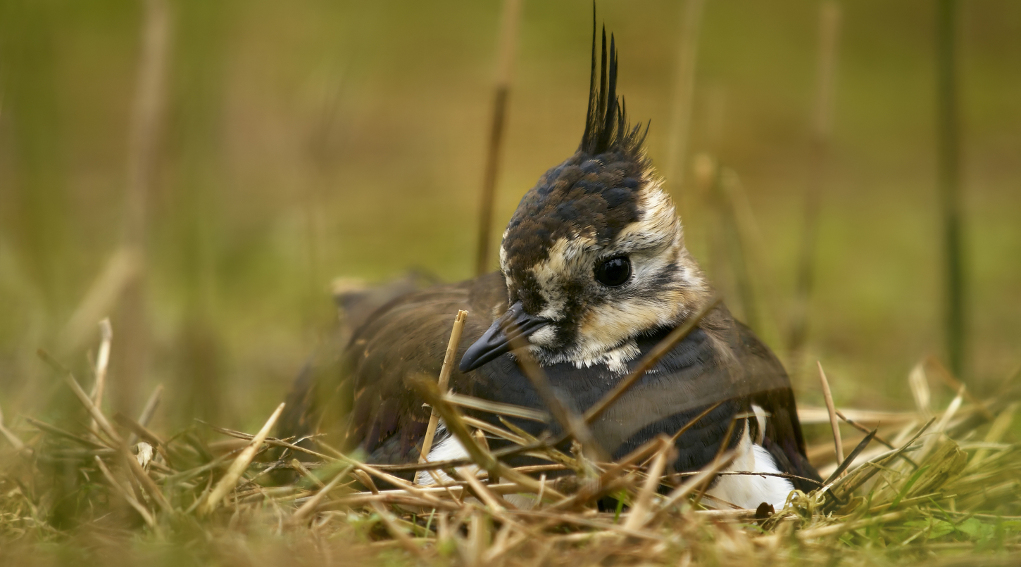 Il Tar salva il calendario venatorio delle Marche calendario venatorio delle marche: pavoncella nell'erba