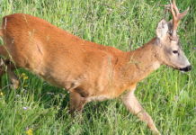 Il bosco in tavola: le carni degli ungulati selvatici Il bosco in tavola, le carni degli ungulati selvatici