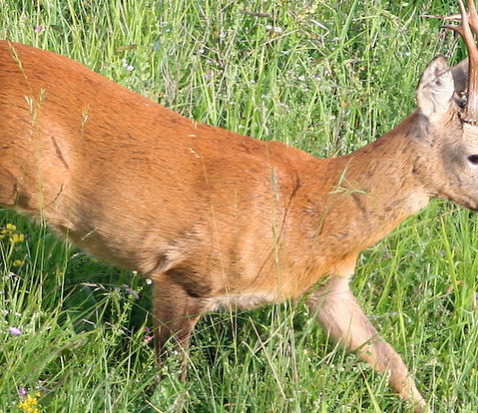 Il bosco in tavola: le carni degli ungulati selvatici Il bosco in tavola, le carni degli ungulati selvatici