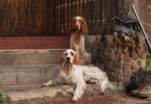 Le notizie di caccia della settimana notizie di caccia: due setter davanti a casa di caccia