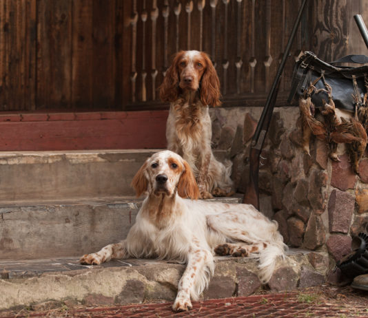 Le notizie di caccia della settimana notizie di caccia: due setter davanti a casa di caccia