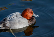 Modificato il calendario venatorio della Sicilia calendario venatorio della Sicilia: moriglione in ambiente acquatico
