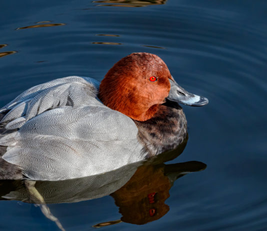 Modificato il calendario venatorio della Sicilia calendario venatorio della Sicilia: moriglione in ambiente acquatico