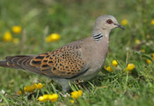 Monitoraggio della tortora, l’iniziativa di Federcaccia monitoraggio della tortora