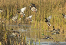 Munizioni in piombo nelle zone umide, Face prende posizione munizioni in piombo nelle zone umide: germani reali in volo