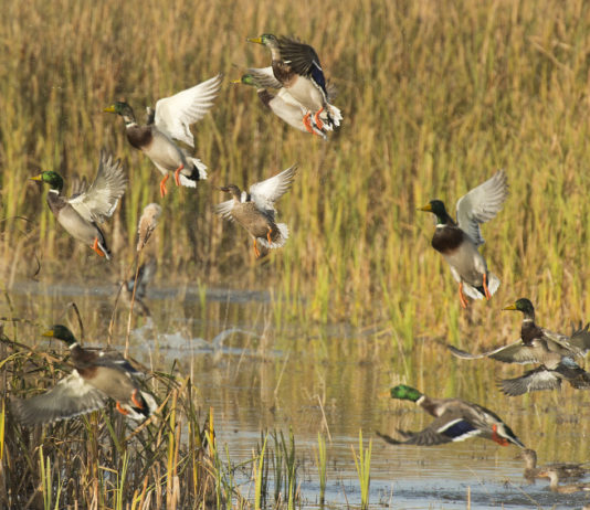 Munizioni in piombo nelle zone umide, Face prende posizione munizioni in piombo nelle zone umide: germani reali in volo